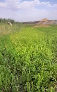 نشاء علی کاظمی
