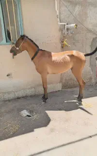 کره اسب مادیون