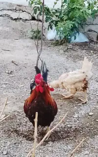 خروس چهل تاج