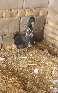اسباب بازی