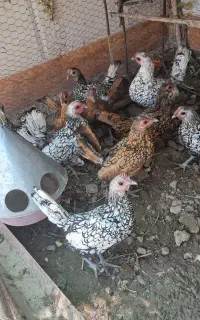 مرغ سبرایت