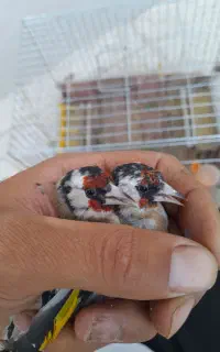 سهره