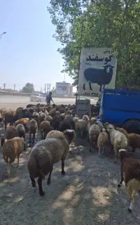 فروش گوسفند  زنده نوشهر