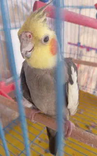 عروس هلندی نر سخنگو نیمه دستی
