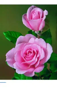 شرکت خدماتی و نظافتی دسته گل