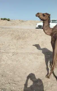 دوتا شتر آبستن