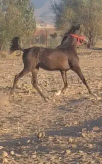 کره مادیان مشکی