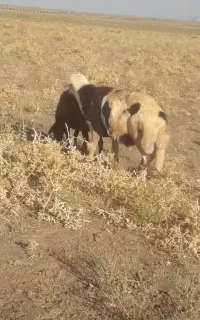 قوچ پلنگی بروجردی پوست گاوی