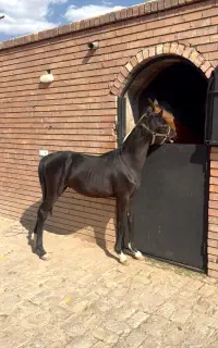 اسب اصیل خالص ایرانی