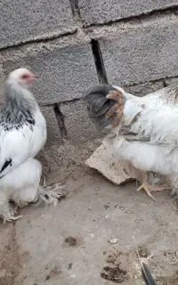 برهما
