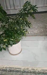 گل شفلرا خیلی بزرگ