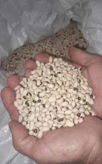 بذر لوبیا چشم بلبلی بومی برتش دهلران