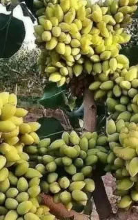 فروش پسته پیوندی با فاکتور رسمی