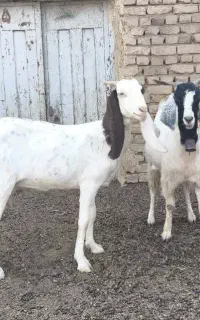 دو راس بز جوان آبستن