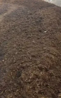 کود گاو وگوسفندی