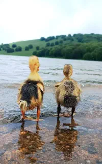 تور قلعه رودخان مخصوص بانوان