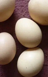 تخم مرغ ابریشمی