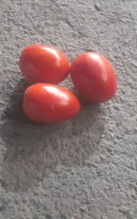 فروش عمده گوچه با کیفیت