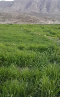 برزچلتوک