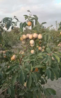 الو کبرای 180