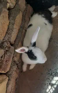 خرگوش بالغ