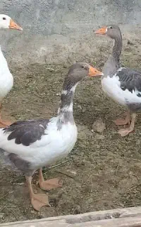 قاز زیر قیمت