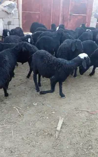 تعدادی بره قوچ