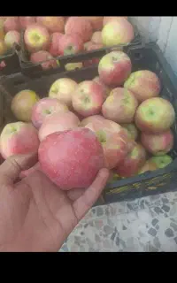 سیب پادرختی خریدارم
