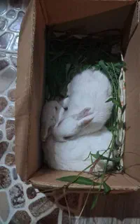 بچه خرگوش سفید