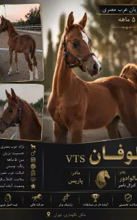 کره نریان عرب مصری