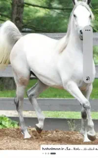 اسب