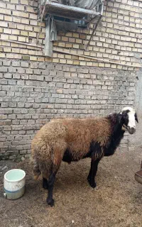 گوسفند نر