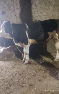 ۲عدد گوساله سیمتال اصل