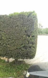 انجام کار باغچه و هرس انواع گیاهان تزئینی