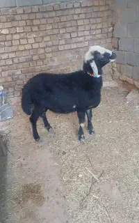 بره نر