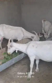 فروش بز سانن