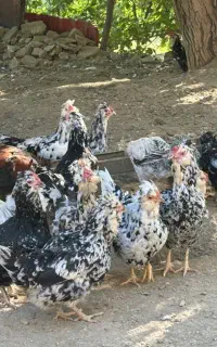 تعدادی مرغ و خروس گلین پنگوینی مولد ۱۵ ماهه