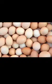 تخم مرغ محلی