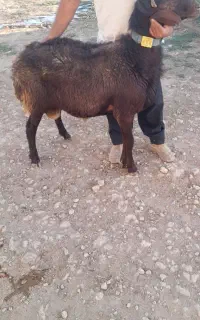 گوسفند