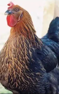 رودایلند و بلک استار