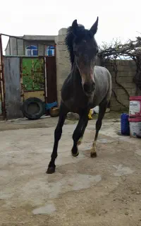 کره اسب 12ماهه سالم وسرحال