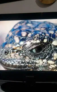 ال سی دی 32 اینچ سامسونگ اصل مالزی اچ دی