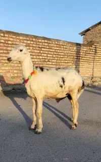 بره قوچ