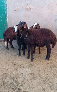 بره ماده تخمی