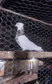 فروش ۴۰ ۵۰ تا طوقی همه درجه یک همه خالدار