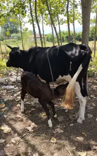 گاوباگوساله‌نر