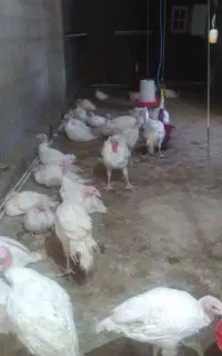 بوقلمون بیوتی