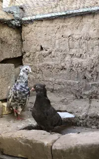 کبوتر