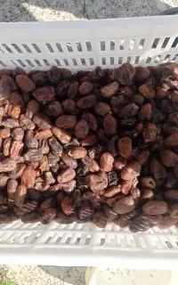 خرمای باچی درجه یک