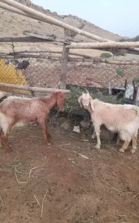 یک جفت بزغاله اصل پاکستانی